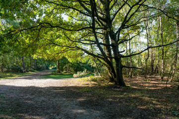 Fototapeta na wymiar Forest and Woodland in Hampshire England uk