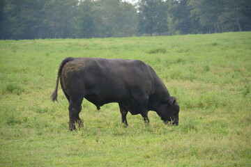 buffalo in the field