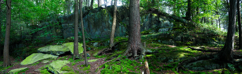 Forest Panorama, NY State