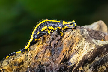 Feuersalamander 