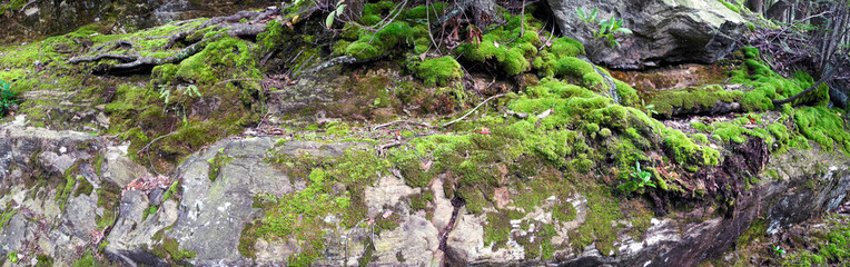Forest moss panorama, NY State