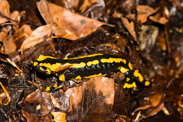 Feuersalamander 