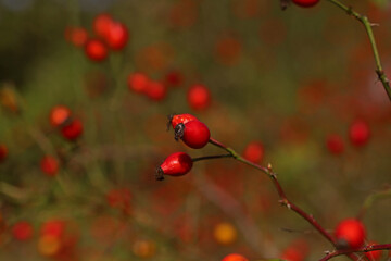 Rosehip plant protecting from influenza