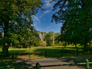 trees in the park