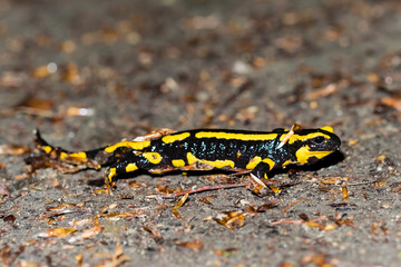Feuersalamander 