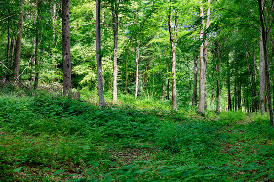 Forest And Woodland In Hampshire England Uk