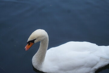 swan on the lake