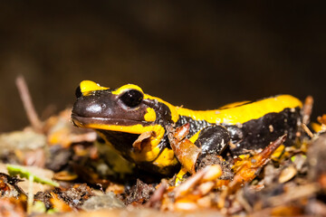 Feuersalamander 