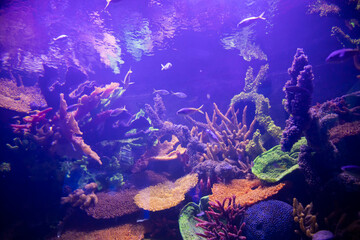 Fish in the aquarium. Oceanarium.
Ocean fish in the aquarium. Nature conservation concept.