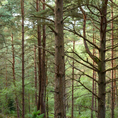 Forest and Woodland in Hampshire England uk