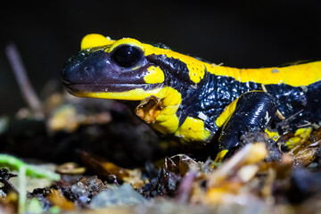 Feuersalamander 
