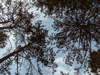 trees and sky