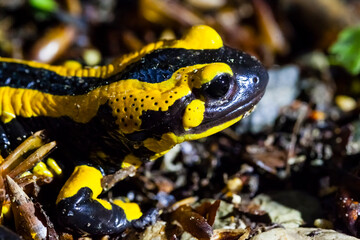 Feuersalamander 
