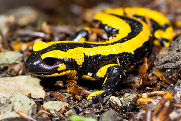 Feuersalamander 