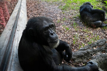 Fototapeta na wymiar Chimpanzees resting under bush trees, conservancy reserve of endangered animal specie concept