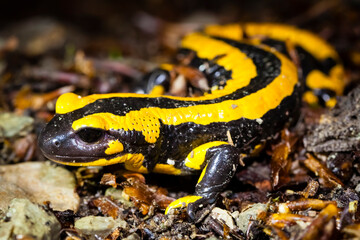 Feuersalamander 