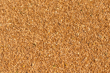 texture of wheat grain