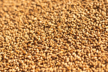 Wheat grain closeup, agriculture background