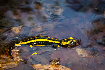 Feuersalamander 
