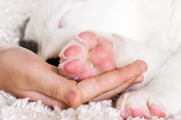 Fototapeta premium paw in hand