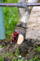 Klauenpflege.Ausschneiden eines Abzesses an der Klaue einer Kuh