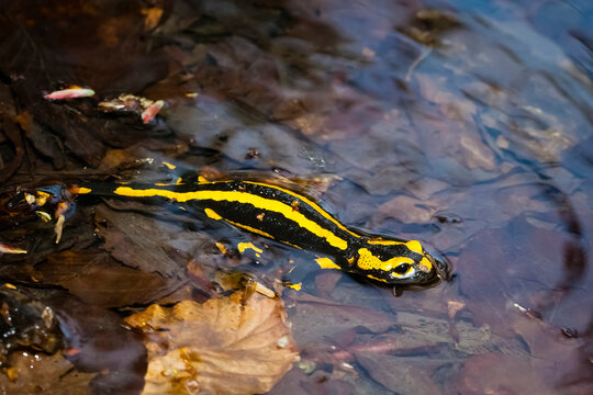 DIE 1,668 BESTEN BILDER, STOCKFOTOS UND ZU