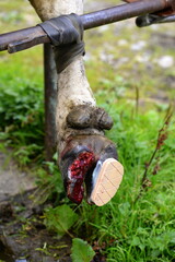 Klauenpflege.Ausschneiden eines Abzesses an der Klaue einer Kuh