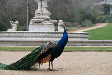 Pavo real