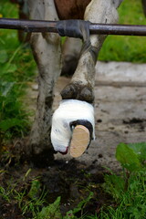 Klauenpflege.Ausschneiden eines Abzesses an der Klaue einer Kuh