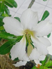 white flower on a green