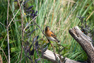 Brambling migrating bird on Rottumeroog the Netherlands.