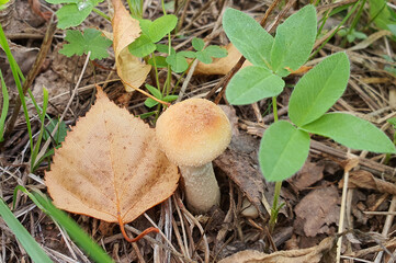 Autumn mushroom