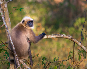 langoor sitting on a tree
