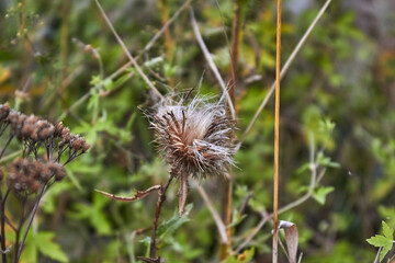 Thorns and down of dry thistle on a background of grass