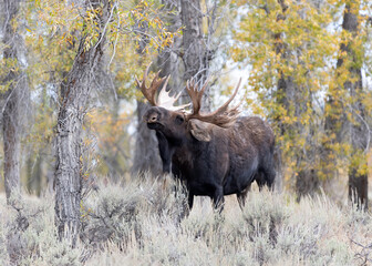 Bull Moose (Alces alces), Fall, Grand Teton National Park, Wyoming, USA