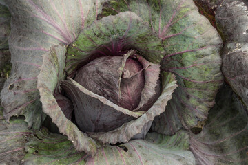 red cabbage in a garden