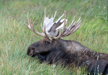 Bull Moose (Alces alces), Fall, Grand Teton National Park, Wyoming, USA