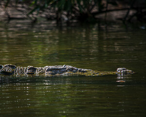 crocodile in the water