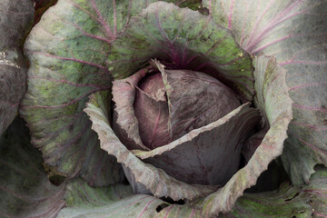 red cabbage in a garden