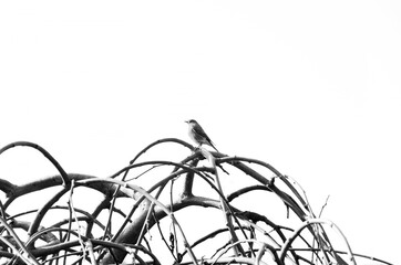 monochrome minimal bird on the branches