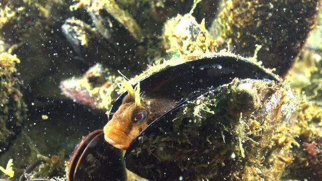 Tentacled blenny (Parablennius tentacularis). Fish of the Black Sea