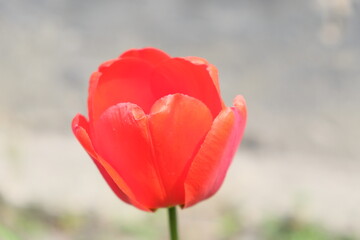 Obraz premium Beautiful pink tulip flower close up. Flower with pink petals on a blurred background.
