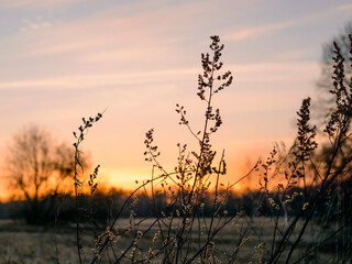 Grass silhouettes in sunrise background in spring morning