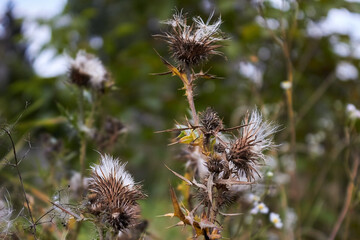 Thorns and down of dry thistle on a background of grass