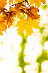 Autumn background with maple leaves. Yellow maple leaves on a blurred background. Copy space