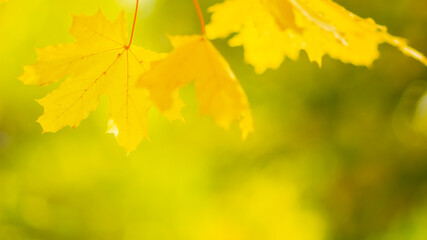 Autumn background with maple leaves. Yellow maple leaves on a blurred background. Copy space