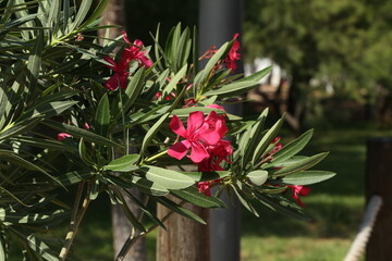 Close up view red oleander or Nerium flower