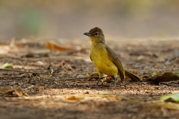Chlorocichla flaviventris - Yellow-bellied Greenbul songbird in bulbul family  Pycnonotidae, found in eastern, southern and west-central Africa, dry forests, moist lowland forests and dry savanna