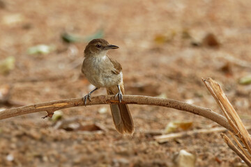 Terrestrial Brownbul - Phyllastrephus terrestris songbird inbulbul family Pycnonotidae, in eastern and south-eastern Africa, habitats are dry forest, moist lowland forest and moist shrubland