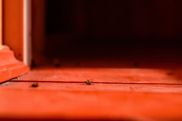 Dead fly on red wooden floor